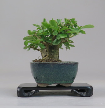 Bonsai de Ligustrum