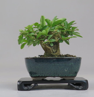 Bonsai de Ligustrum