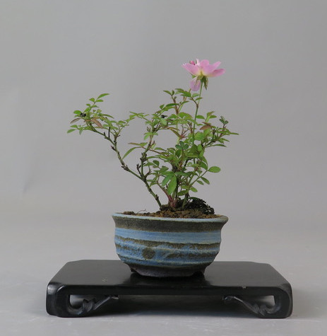 Bonsai de Rosa