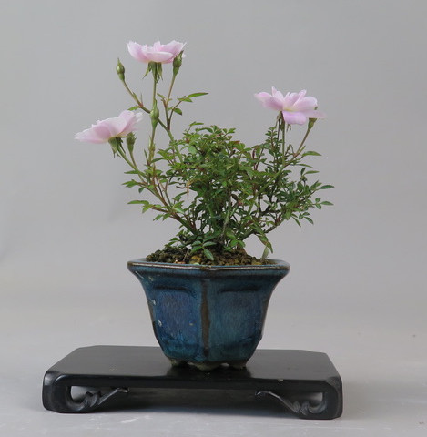 Bonsai de Rosa
