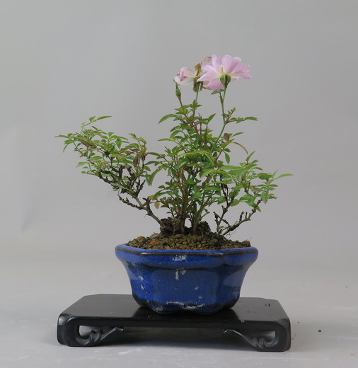 Bonsai de Rosa