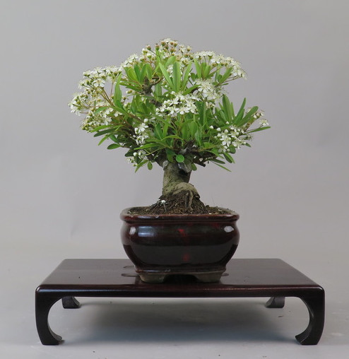 Bonsai de Piracanta