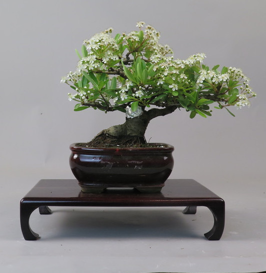 Bonsai de Piracanta