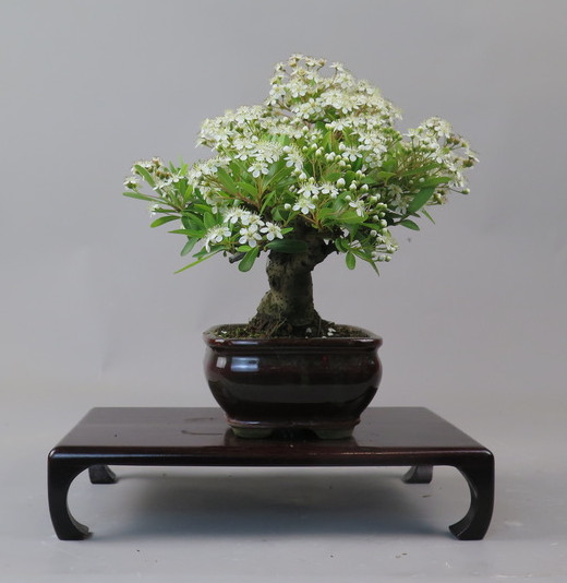 Bonsai de Piracanta