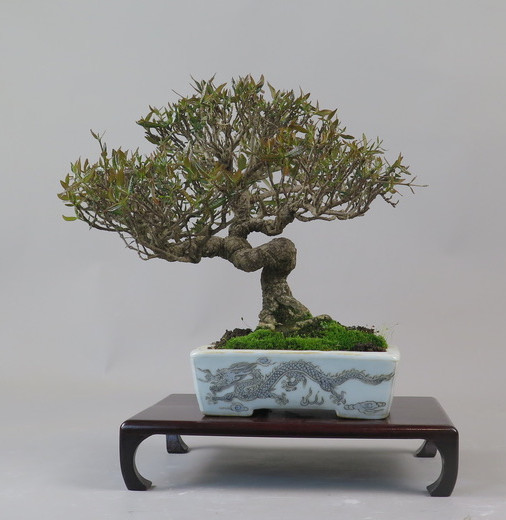 Bonsai de Trachelospermum