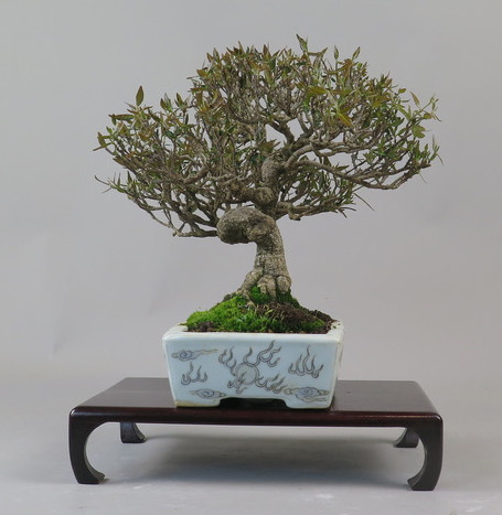 Bonsai de Trachelospermum