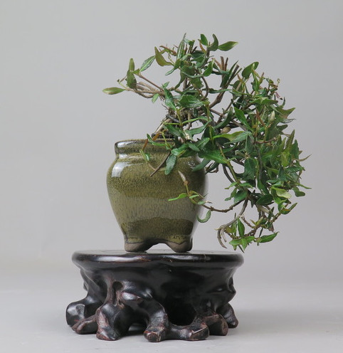 Bonsai de Trachelospermum