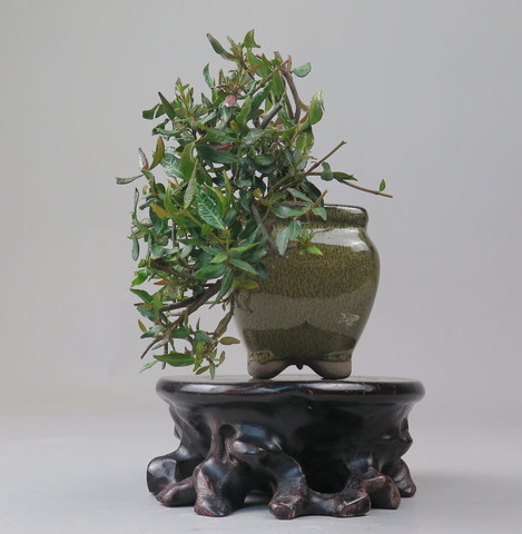 Bonsai de Trachelospermum
