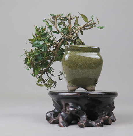 Bonsai de Trachelospermum