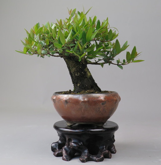 Bonsai de Mirto