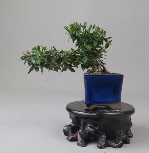 Bonsai de Trachelospermum
