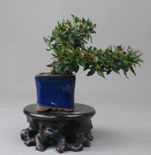 Bonsai de Trachelospermum