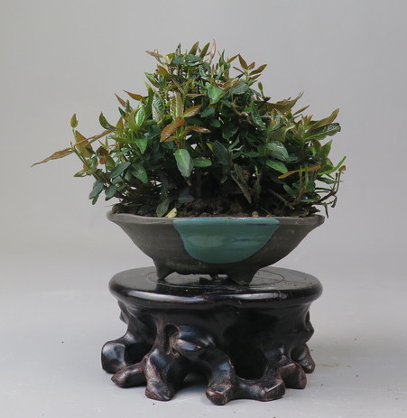 Bonsai de Trachelospermum