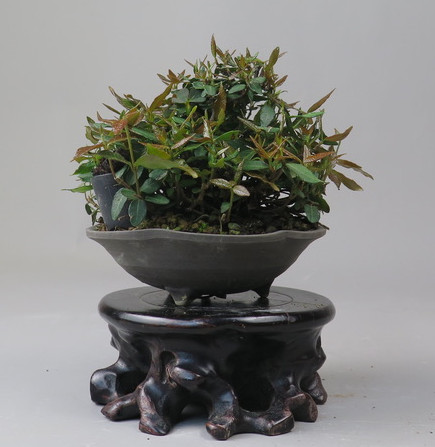 Bonsai de Trachelospermum