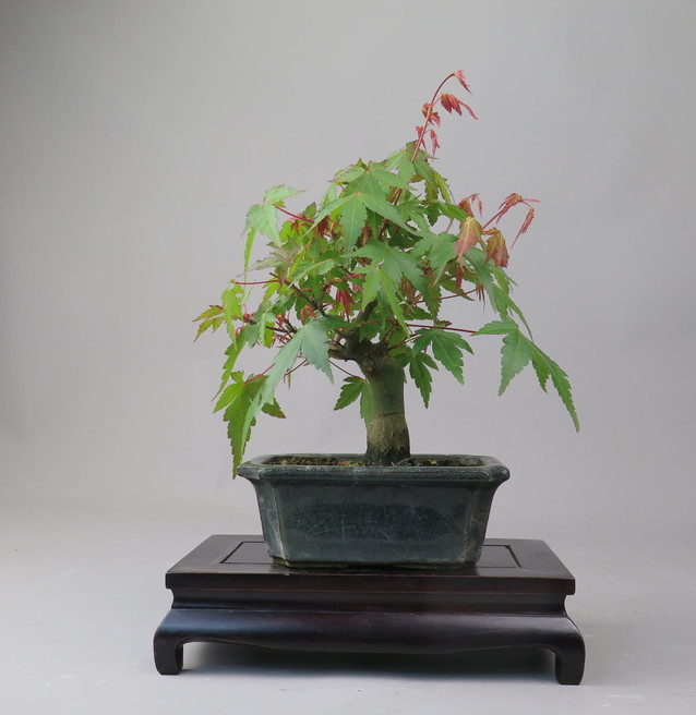 Bonsai de Acer palmatum