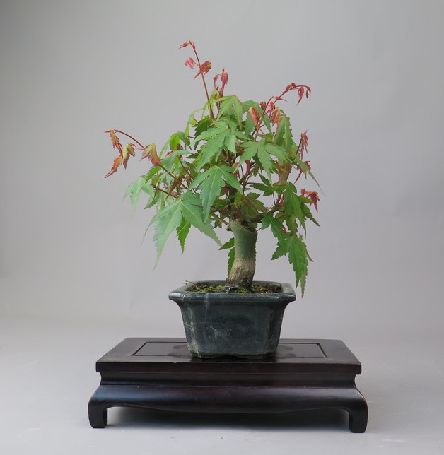 Bonsai de Acer palmatum