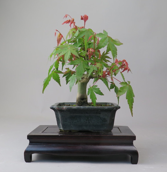 Bonsai de Acer palmatum