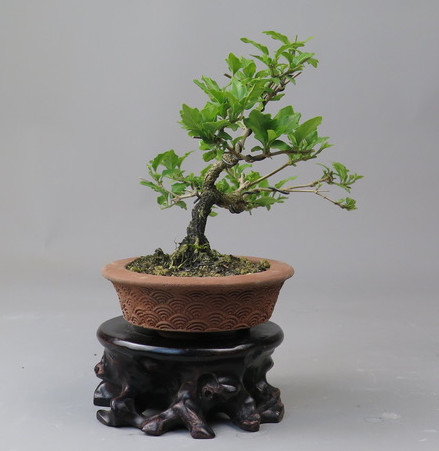 Bonsai de Premna