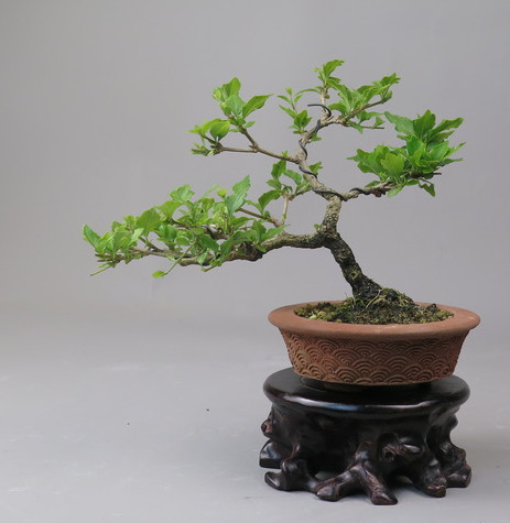 Bonsai de Premna