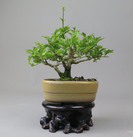 Bonsai de Premna