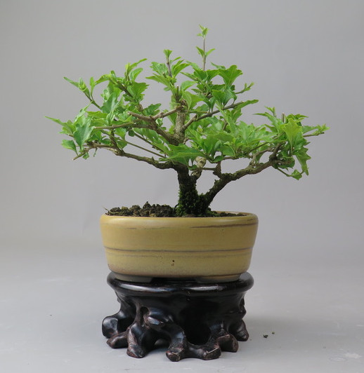 Bonsai de Premna