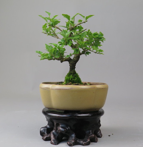 Bonsai de Premna