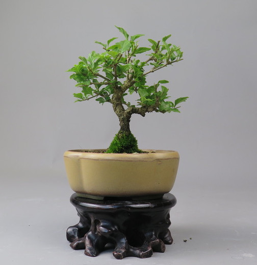 Bonsai de Premna