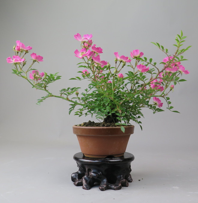 Bonsai de Rosa
