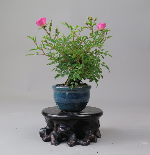 Bonsai de Rosa