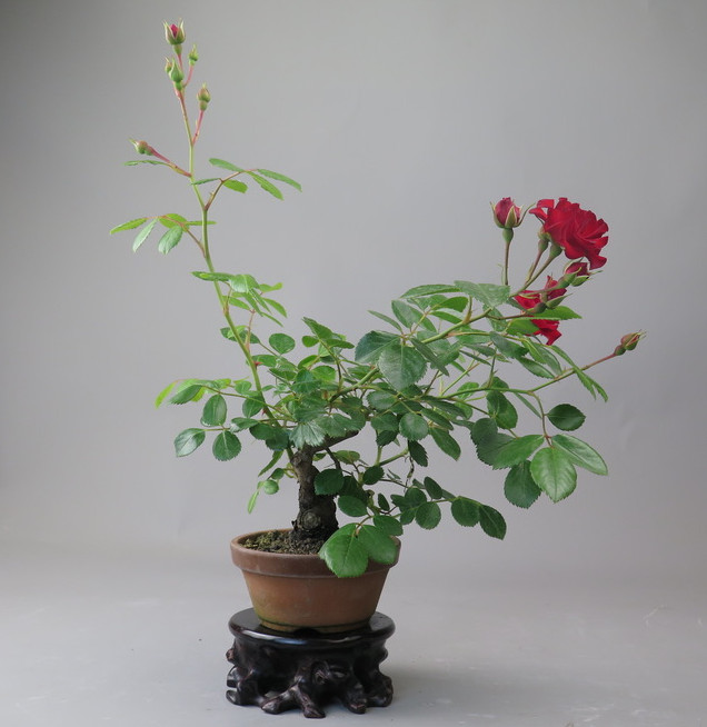 Bonsai de Rosa