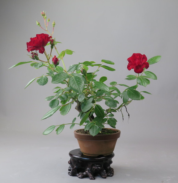 Bonsai de Rosa