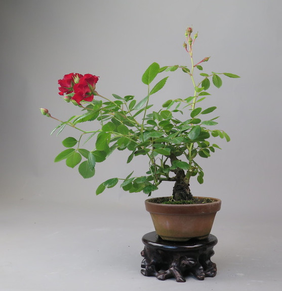 Bonsai de Rosa