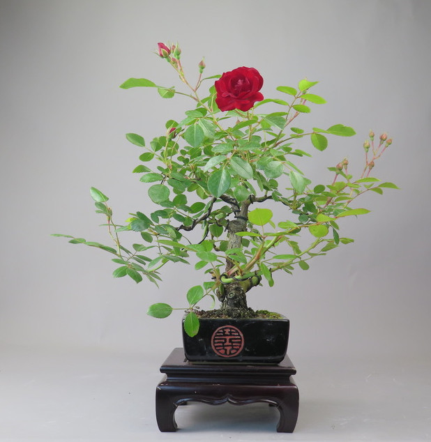 Bonsai de Rosa