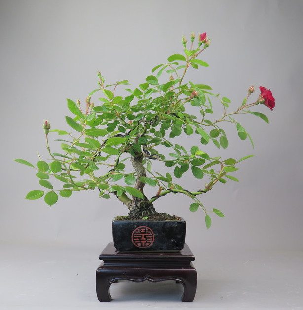 Bonsai de Rosa
