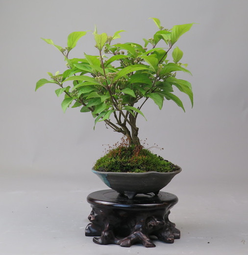Bonsai de Callicarpa