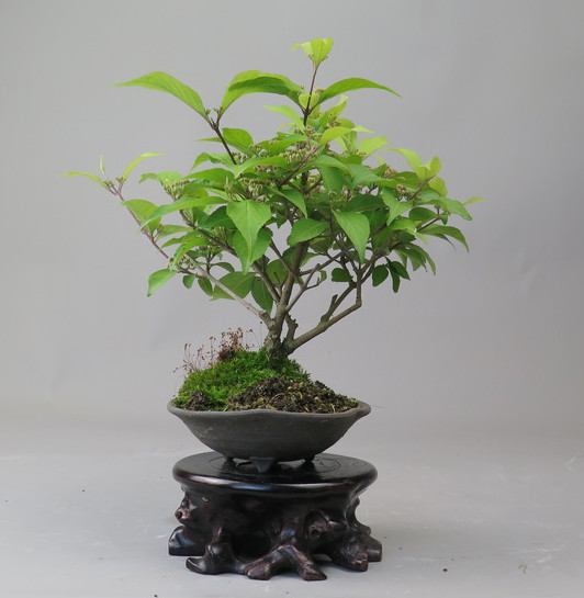 Bonsai de Callicarpa