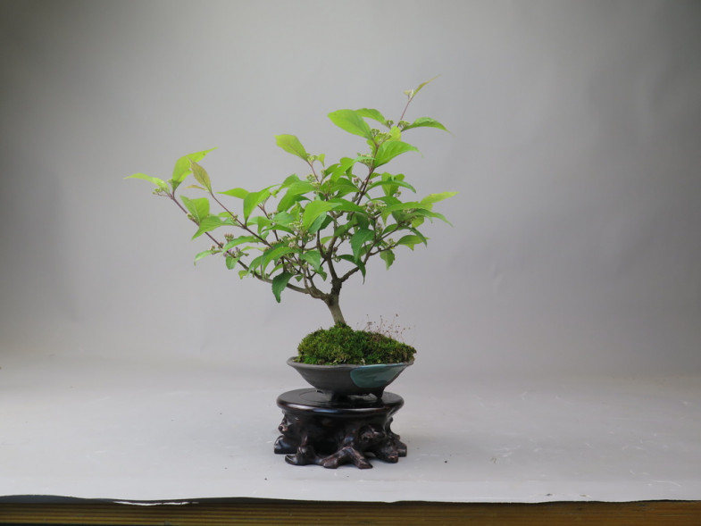 Bonsai de Callicarpa
