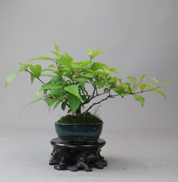 Bonsai de Callicarpa