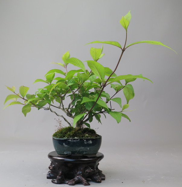 Bonsai de Callicarpa