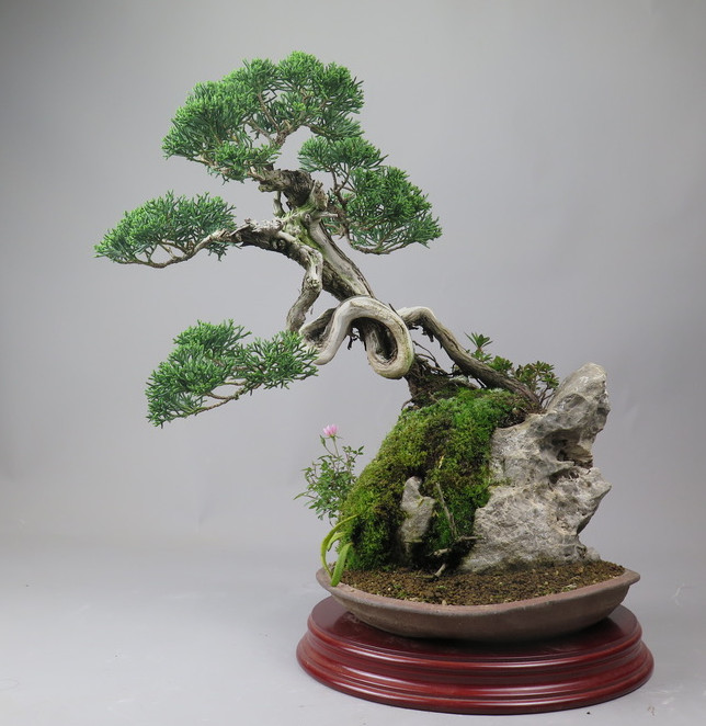 Bonsai de Juniperus chinensis