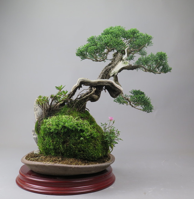 Bonsai de Juniperus chinensis