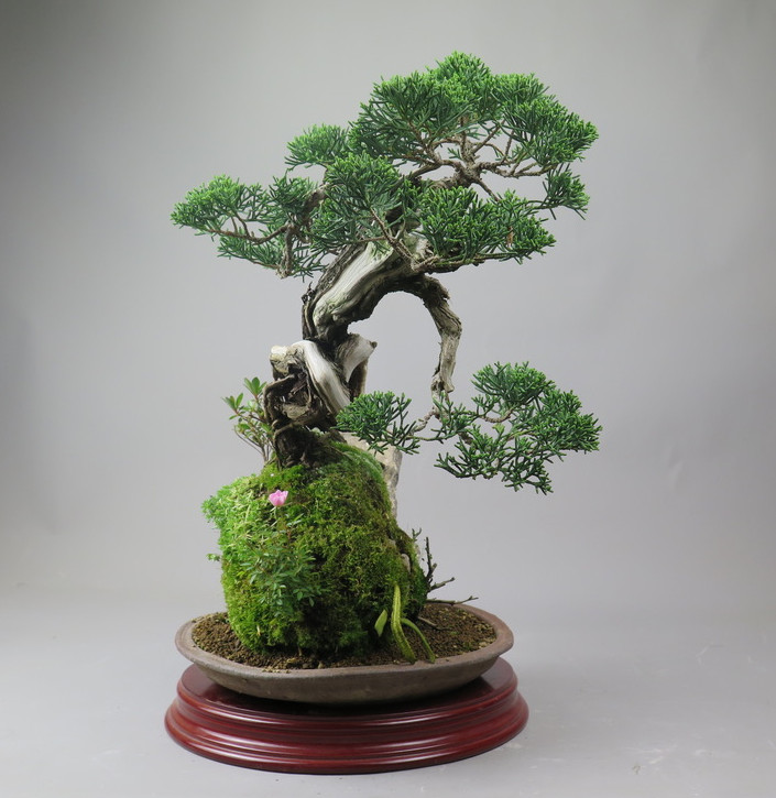 Bonsai de Juniperus chinensis