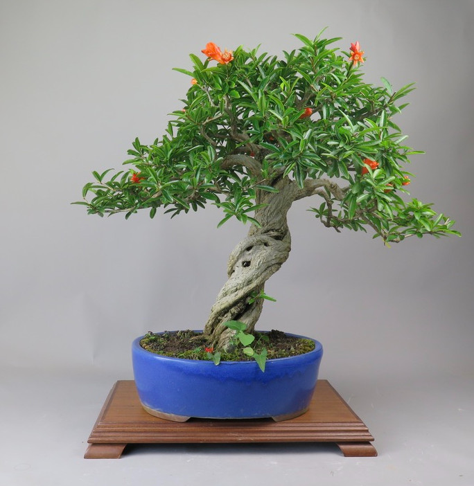 Bonsai de granado