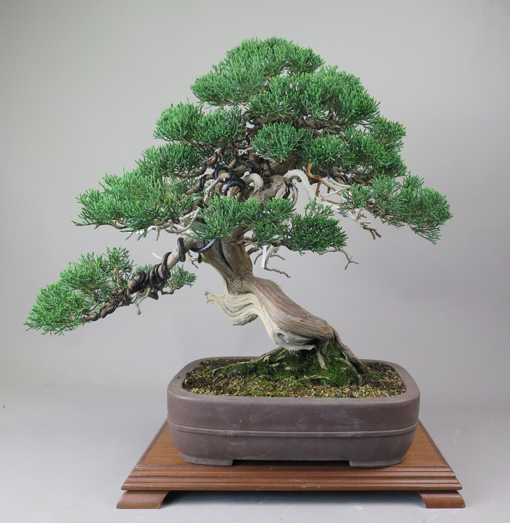 Bonsai de Juniperus chinensis