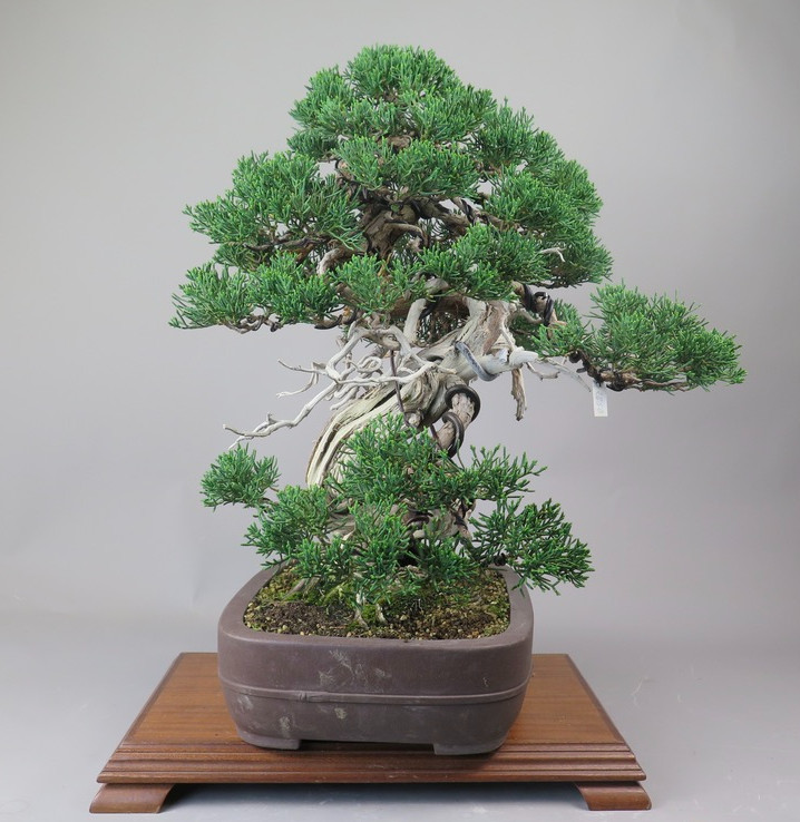 Bonsai de Juniperus chinensis