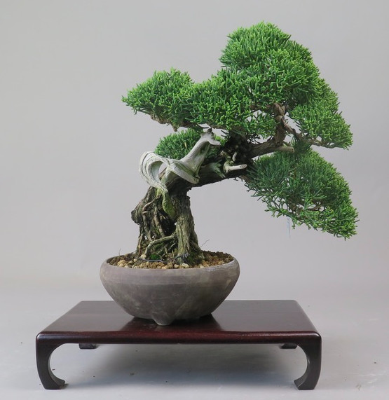 Bonsai de Juniperus chinensis