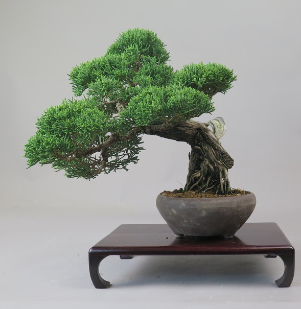 Bonsai de Juniperus chinensis