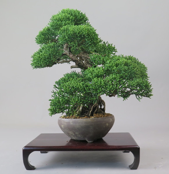 Bonsai de Juniperus chinensis