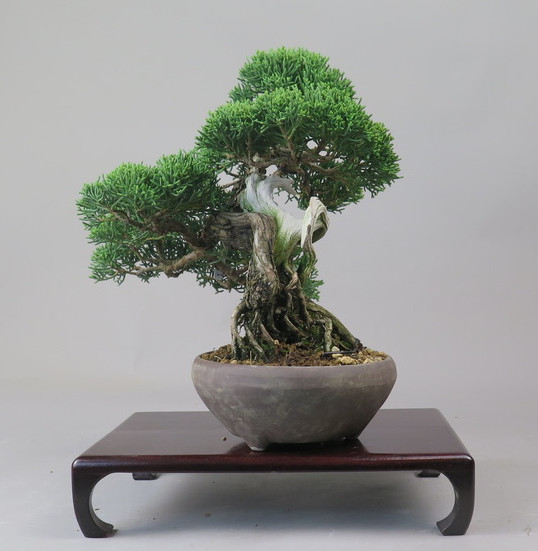 Bonsai de Juniperus chinensis