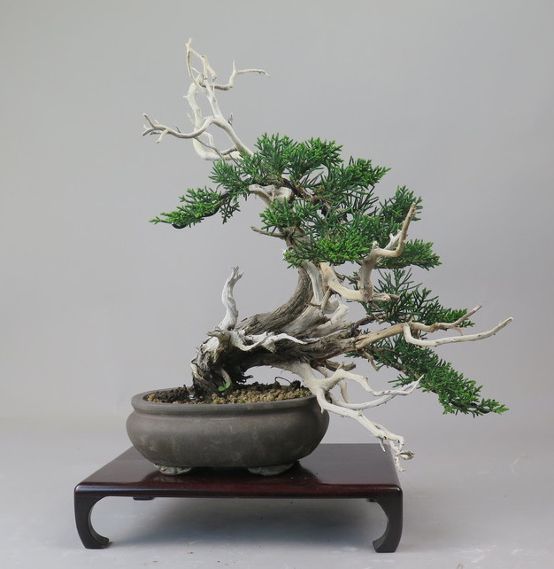Bonsai de Juniperus chinensis